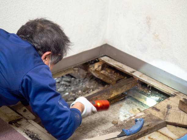 Best HVAC Mold Remediation in Anna, TX
