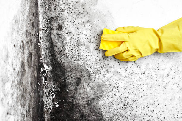 Best Industrial Mold Remediation in Anna, TX