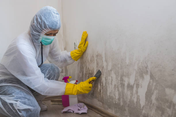Best Attic Mold Remediation in Anna, TX
