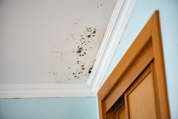 Best White Mold Remediation in Anna, TX
