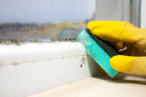 Best Residential Mold Remediation in Anna, TX