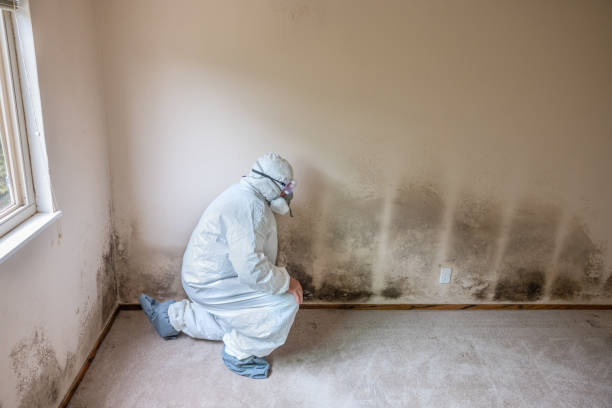 Best Mold Testing and Inspection Services in Anna, TX