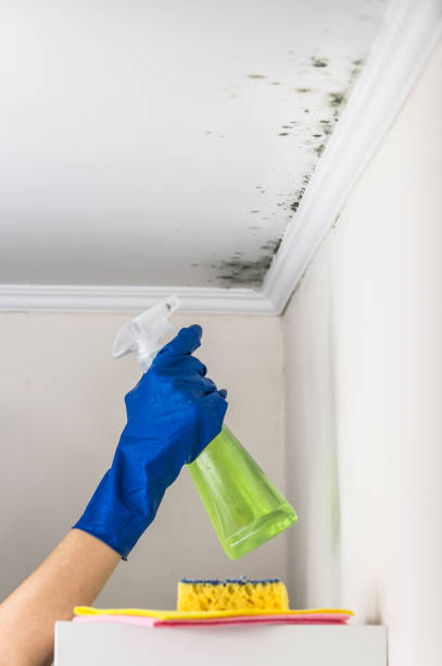 Best DIY Mold Remediation Support Services in Anna, TX