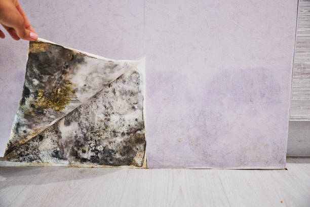 Best Localized Mold Remediation (e.g., coastal areas, humid climates) in Anna, TX